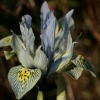 Iris Katherine Hodgkins - Abriachan Nurseries